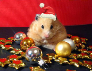 Santa-Claus-Hamster