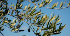 olijfgaarden kreta