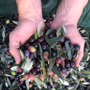 Ontdek de uitbundige smaken van Olijfolie uit Kreta